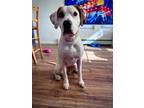 Adopt Lily a American Foxhound, Treeing Walker Coonhound