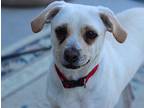 Russo, Terrier (unknown Type, Medium) For Adoption In Creston, California