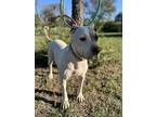 Holiday, American Pit Bull Terrier For Adoption In Haslet, Texas