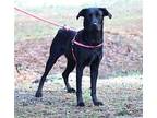 Sue, Labrador Retriever For Adoption In Canton, Connecticut