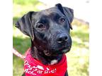 Polly, Labrador Retriever For Adoption In Canton, Connecticut