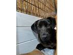 Bailey, Labrador Retriever For Adoption In Monroe, North Carolina