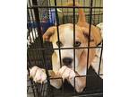 Maddox, Labrador Retriever For Adoption In Stockport, Ohio