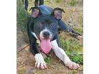 Domino, Labrador Retriever For Adoption In Sharpsburg, Georgia