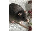 Andy & Maurice, Rat For Adoption In Aurora, Illinois