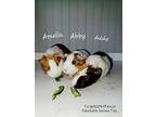 Amelia Abby Addy, Guinea Pig For Adoption In Shelby Twp, Michigan