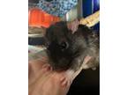 Skipper, Heinrich & Linguine, Rat For Adoption In Aurora, Illinois