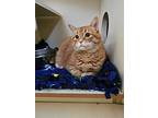 Ginger, Domestic Shorthair For Adoption In Kalamazoo, Michigan