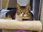 Bruno, Domestic Shorthair For Adoption In Kerrville, Texas