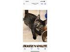 Owl, Domestic Shorthair For Adoption In Baltimore, Maryland
