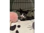 Dougie, Domestic Shorthair For Adoption In Baltimore, Maryland