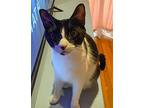 Quasimodo, Domestic Shorthair For Adoption In Orlando, Florida