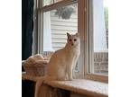 Apricot, Domestic Shorthair For Adoption In Selma, North Carolina