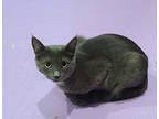 Houdini, Domestic Shorthair For Adoption In Vancouver, Washington