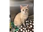 Harry, Domestic Shorthair For Adoption In Chaska, Minnesota