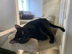 Ava, Domestic Shorthair For Adoption In San Carlos, California