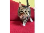 Sonic, Domestic Shorthair For Adoption In St Cloud, Florida
