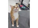 Mantis, Domestic Shorthair For Adoption In St Cloud, Florida