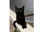 Paris, Domestic Shorthair For Adoption In Baltimore, Maryland