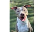 Adopt Brittany a Pit Bull Terrier
