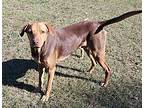 Max, Labrador Retriever For Adoption In Ridgeland, South Carolina