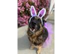 Adopt Yara a German Shepherd Dog