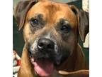 Adopt Leia a Boxer