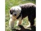 Piper, Old English Sheepdog For Adoption In Rosemount, Minnesota