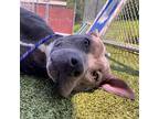 Poppy, Pit Bull Terrier For Adoption In Concord, North Carolina