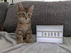 Churro, Domestic Shorthair For Adoption In Toronto, Ontario