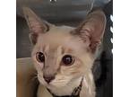 Bella Boo -hc, Siamese For Adoption In Tallahassee, Florida