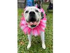 Adopt Bella a American Bully, Boxer