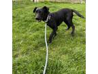 Adopt Jazi a Labrador Retriever