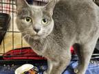 Adopt Taco a Domestic Short Hair