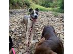 Adopt Willow a American Staffordshire Terrier