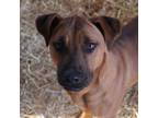 Adopt Livia a Boxer