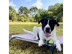 Adopt Nasa a Great Pyrenees, English Pointer