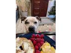 Adopt Luna a American Staffordshire Terrier, Pit Bull Terrier