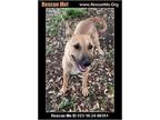 Adopt Kiwi a German Shepherd Dog