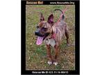 Adopt Nala a American Staffordshire Terrier, Mixed Breed