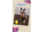 Adopt Chilla a Pit Bull Terrier