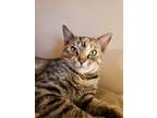 Adopt Luna (tabby) a Domestic Short Hair