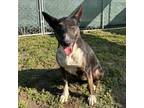 Adopt Hostess a Bull Terrier, Mixed Breed