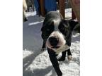 Adopt Bella a Labrador Retriever, Pit Bull Terrier