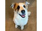 Adopt Juno a Great Pyrenees, Mixed Breed