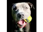 Adopt Mercy a Pit Bull Terrier