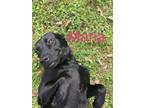 Adopt Maria a Mixed Breed, Labrador Retriever
