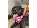 Adopt Pepper a Black Labrador Retriever, Pit Bull Terrier