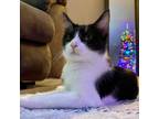 Adopt Nory @Smitten Kitten Cat Cafe a Domestic Short Hair