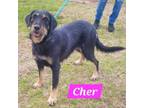 Adopt Cher a German Wirehaired Pointer, Mixed Breed